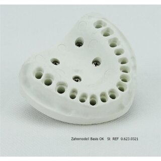 Zahnmodell Basis OK   St