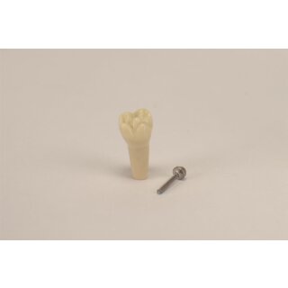 Modellzahn AK-6/2 ZE 55 OK Kind St