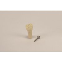 Modellzahn AK-6/2 ZE 55 OK Kind St