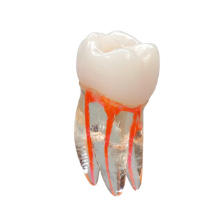 VDW Endo Übungszahn  St