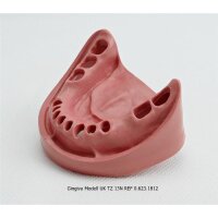 Gingiva Modell UK TZ 13N St