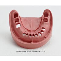Gingiva Modell UK TZ 13N St