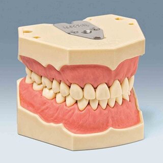 Dentalhygiene-Modell AG-3 H St