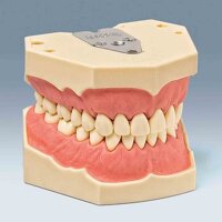 Dentalhygiene-Modell AG-3 H St