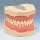 Dentalhygiene-Modell AG-3 H St