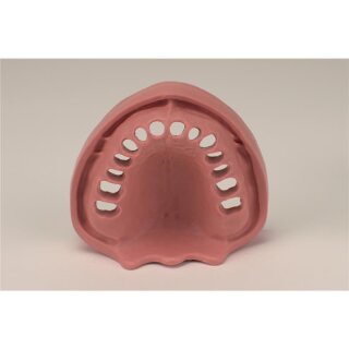 Gingiva Modell OK TZ 14 St