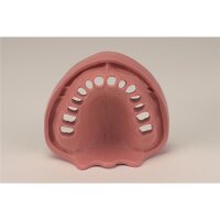 Gingiva Modell OK TZ 14 St