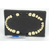 Modellzahn Parodon.m.Schr.Sort 26St