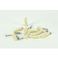 Modellzahn verschr. OK-12 gnath.10St