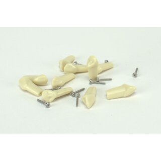 Modellzahn verschr. OK-13 gnath.10St