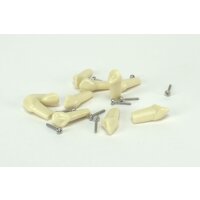 Modellzahn verschr. OK-13 gnath.10St