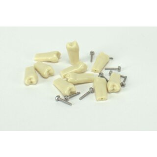 Modellzahn verschr. OK-14 gnath.10St