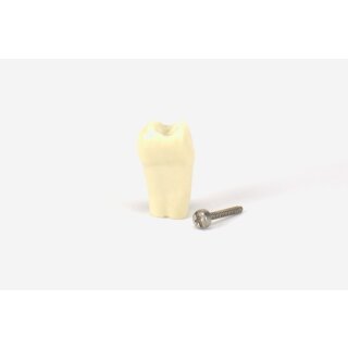 Modellzahn verschr. OK-16 gnath.10St