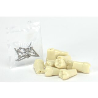 Modellzahn verschr. OK-17 gnath.10St