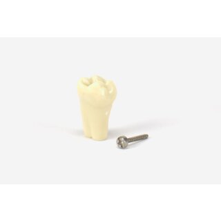 Modellzahn verschr. OK-26 gnath.10St