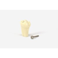 Modellzahn verschr. OK-26 gnath.10St