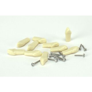 Modellzahn verschr. UK-43 gnath.10St