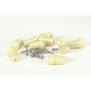 Modellzahn verschr. UK-47 gnath.10St