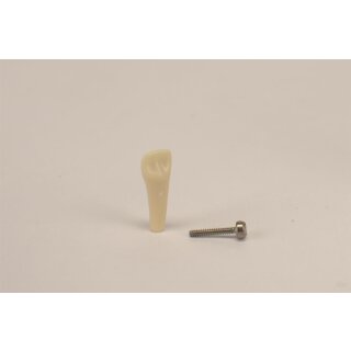 Modellzahn AK-6/2 ZE 51 OK Kind St