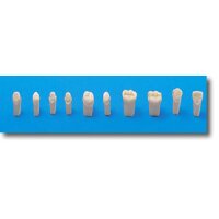 Modellzahn o.Schr. 8020-013  10St