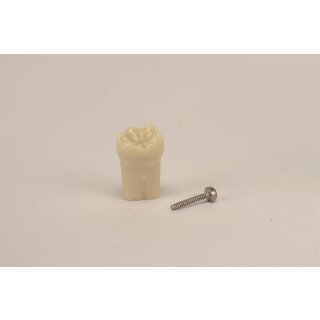 Modellzahn AK-6 ZE 36 Kind St