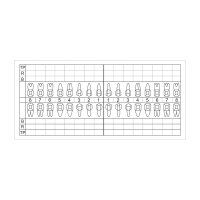 Zahnschema plastisch 120St