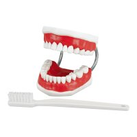 Studienmodell Zahnputz Big  St